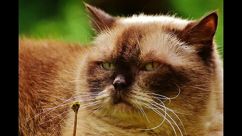 These two cry a lot and fight with each other hahaha