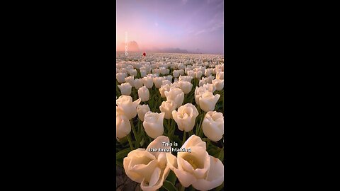 Tulip Fields in Amsterdam 😍