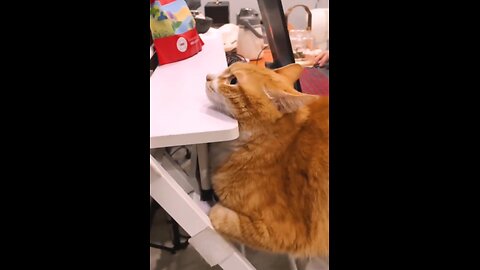 Funny Animal - Cat wants to change his maid #funnyshorts #funnuanimals #animalhumor #animallover