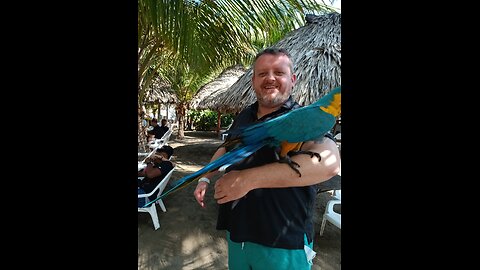 Shelby The African grey #parrot