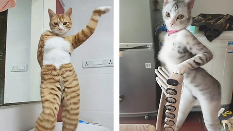 Dancing cats