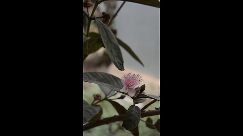 পেয়ারার সুন্দর ফুল