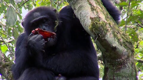Chimpanzee Cannibalism