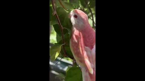 THIS BORD MATCHES THE FLOWERS!! 🐦 🐦‍⬛ 🦜 🦚