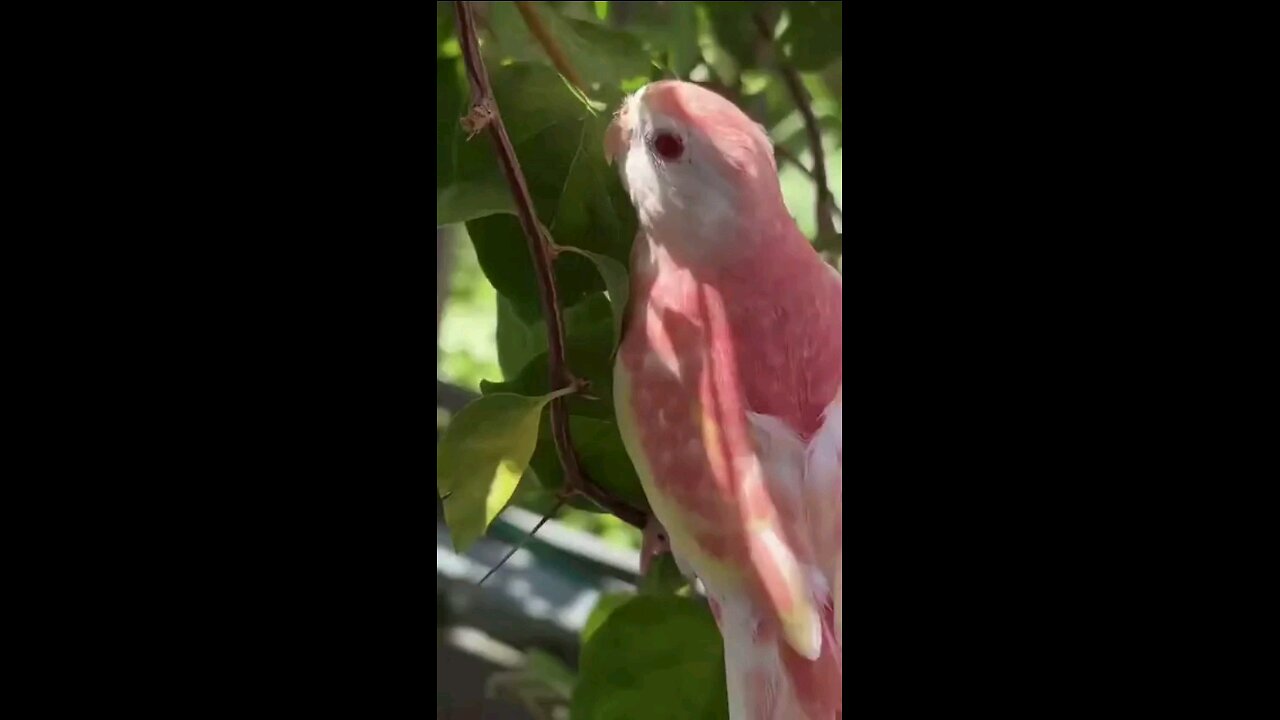 THIS BORD MATCHES THE FLOWERS!! 🐦 🐦⬛ 🦜 🦚