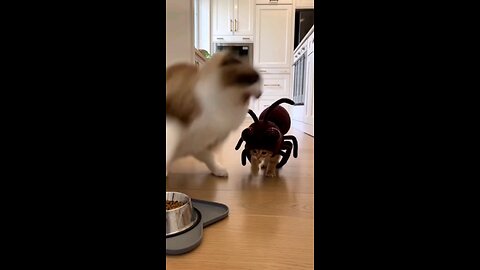 He scared the Mom in spider 🕸️ costume 😆😂