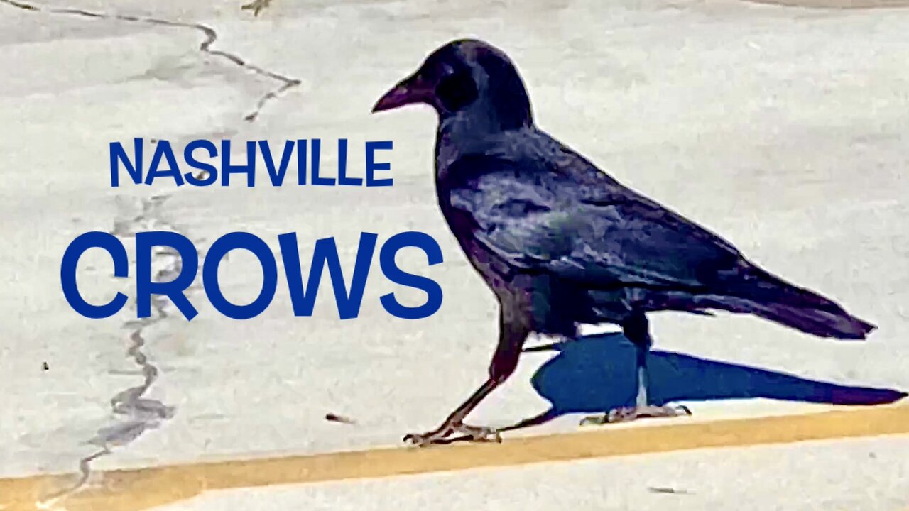 Nashville Crows