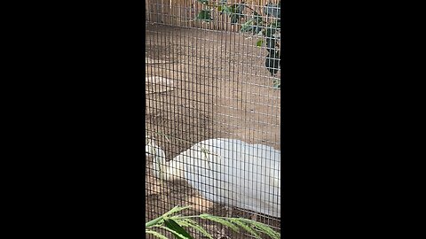 White peacocks 🦚 #peacocks #shorts #followme #trending #viral #whitepeacocks
