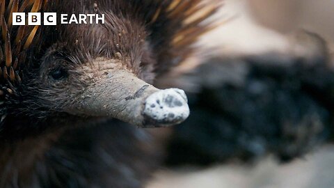 A Close Encounter with Endearing Echidnas