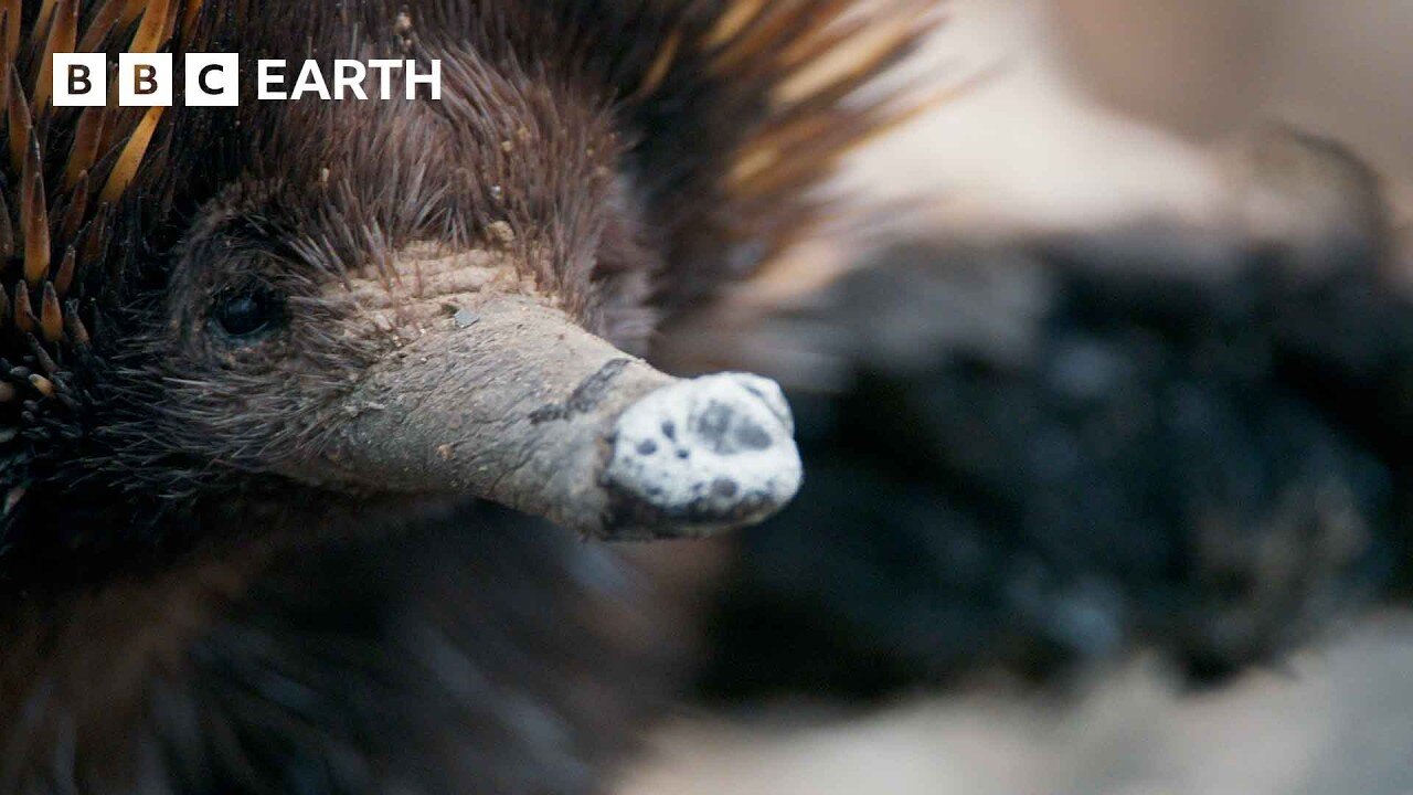 A Close Encounter with Endearing Echidnas