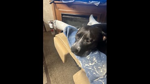 Momma dog relaxing