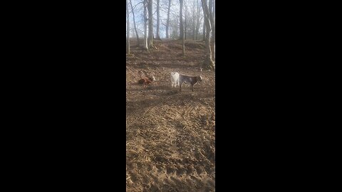 Shorthorn Plus Steer Calves Under 7 Weeks Old 🐮