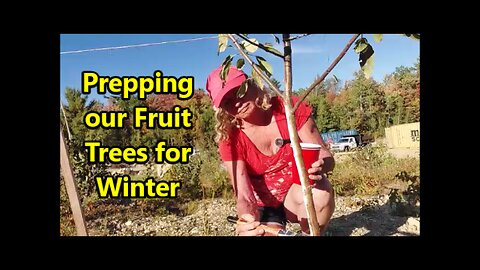 Preparing our Fruit Trees for their First Winter !