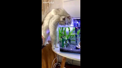 cat, synchronization rate 100%
