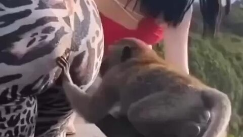 Monkey Business