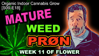 S09 E18 - Week 10 Of Flower | Cannabis Grow 🪴 | Checking Our Trichomes – Girls Are Maturing