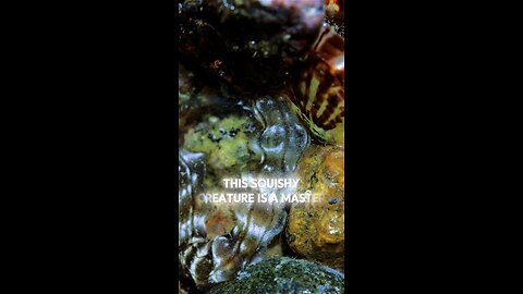 😳 They Literally Throw Up Their Guts To Survive 🫨