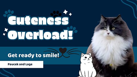 fluffy black and white cat, majestic feline, and cat video