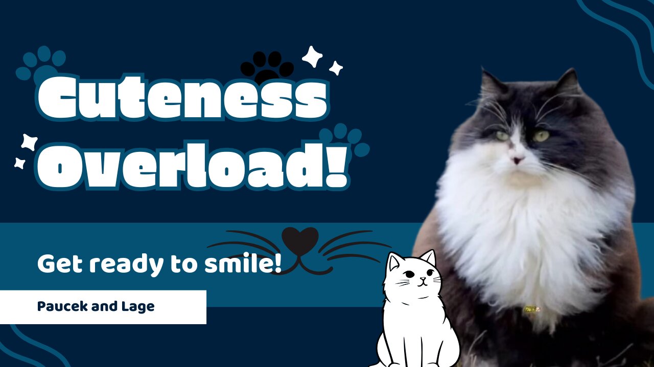 fluffy black and white cat, majestic feline, and cat video