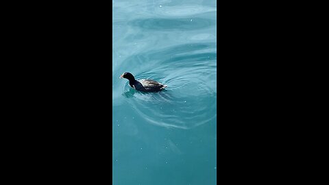 Coot is swimming #coot #swimming #shorts #viral #followme #trending