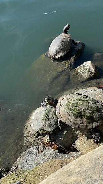 Red-Eared Slider Turtles 🐢 #redearedslider #followme #shorts #viral #trending #turtles #turtle