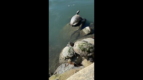 Red-Eared Slider Turtles 🐢 #redearedslider #followme #shorts #viral #trending #turtles #turtle