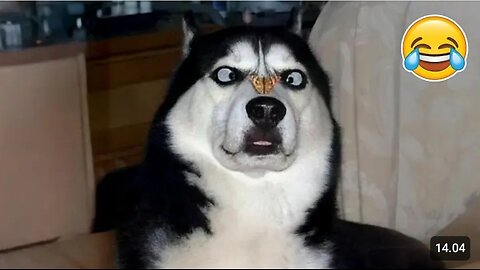 Funny Animals 😹🐾 Cats, Dogs & More in Epic Fails!