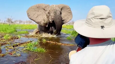Your Daily Dose Of Internet - Dumb Tourists Get Way Too Close