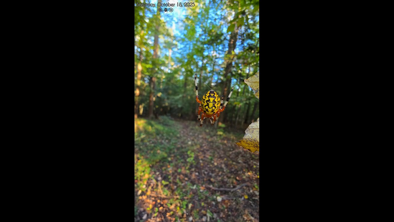 neat spider