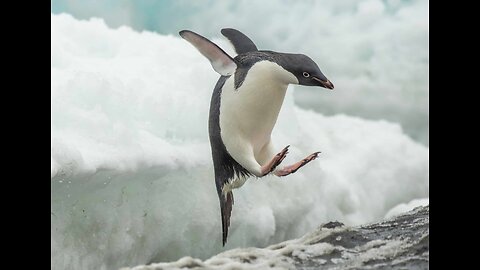 Chaos in MN and the Flight of the Penguin