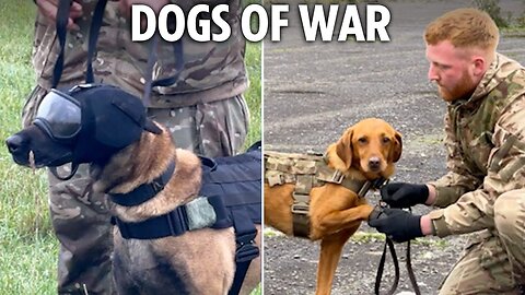 Futuristic new ‘army dog armour’ with canine boots, goggles, helmets & cameras helping to save lives