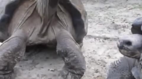 🤯✨ Watch 108-Year-Old Turtles Argue Loudly! | FeedMyCuriosity