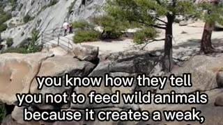 Should there be an EBT audit? 🤔