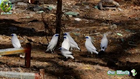 Bali MYNA