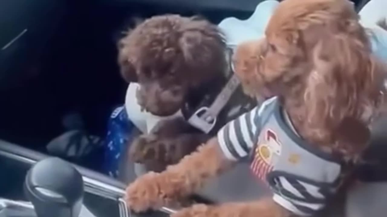Hilarious Moments: My Dog Slips and Slides All Over the Place!
