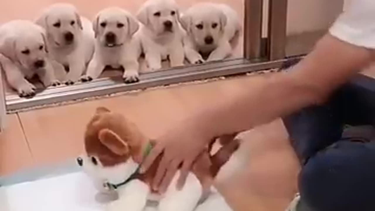 "Puppy Pandemonium: Where Every Bark Brings a Laugh!" 🐶😄