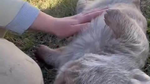 Belly Scratches