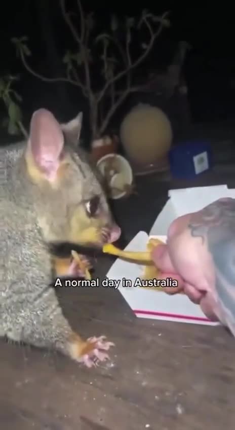 😂 Just another day in Australia