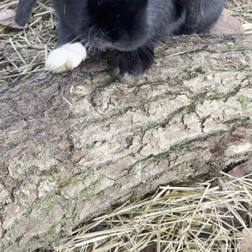 Bunny Hopping Through Autumn Leaves