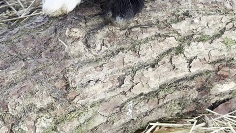 Bunny Hopping Through Autumn Leaves