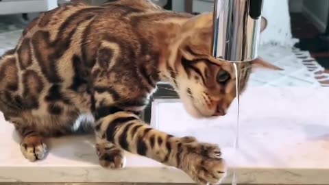 Funny Animal Videos 2024 – Cats and Dogs at Their Best
