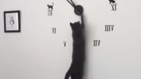 Time setting cat fanny video