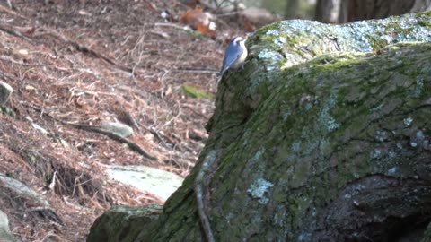 Nuthatches