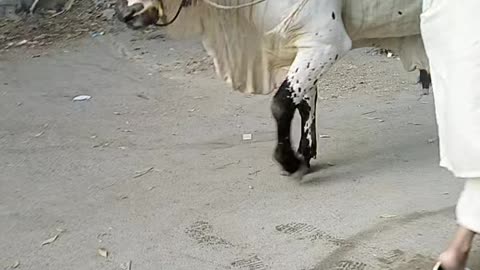 Cow Bakra Eid