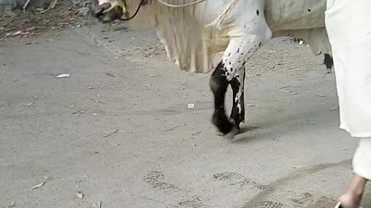 Cow Bakra Eid