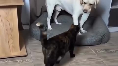 The Revenge of the Cat: Watch What Happens When The Dog Goes Too Far!