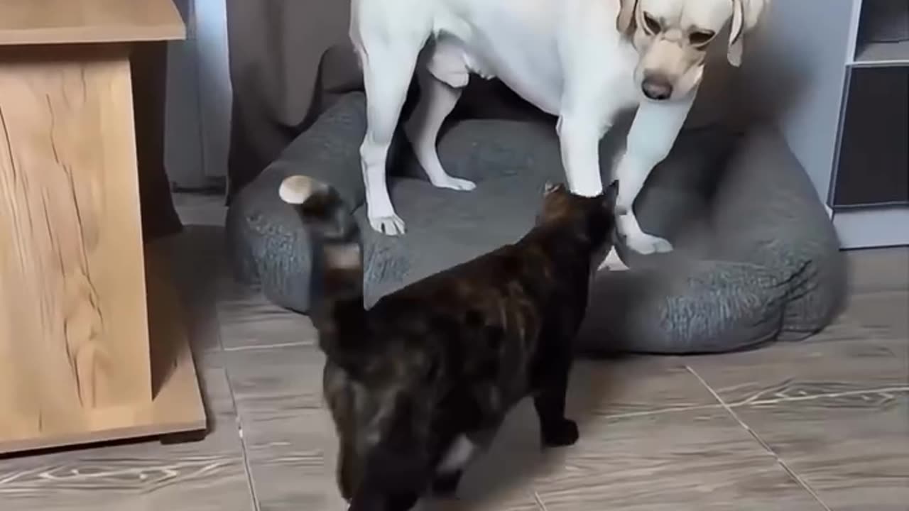 The Revenge of the Cat: Watch What Happens When The Dog Goes Too Far!