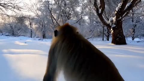 Heartwarming Monkey