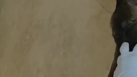 Deer Traps Himself Inside House, Gets Pet and Escorted Out by Police