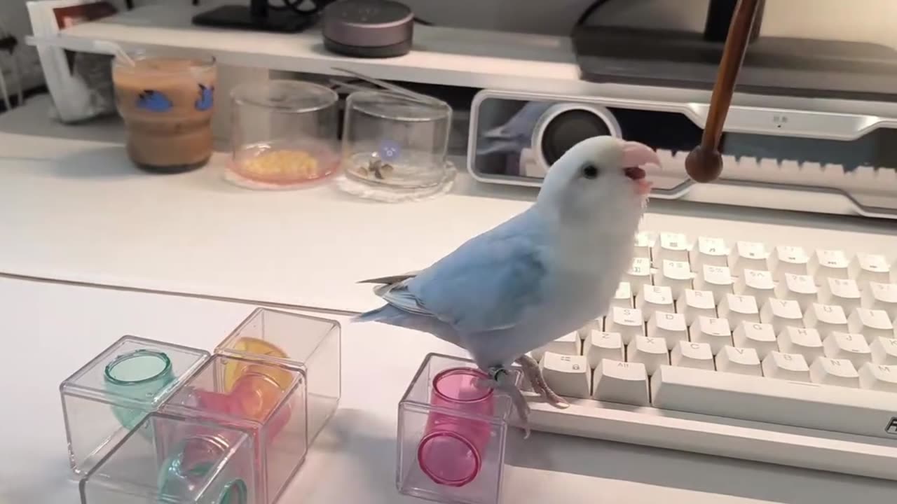 Nobody Guided this Bird into this 😱